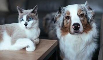 Evcil hayvan sahipleri dikkat! hangi temizlik ürünleri tehlikeli?
