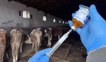 Şap hastalığında “hastalıksız bölge” kriterleri değişti