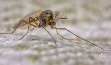 Zararlı kontrol uzmanlarından tatarcıkların ısırıklarına karşı 7 çözüm