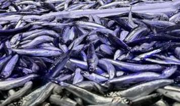 Balık üretiminde geçen yıl cumhuriyet tarihinin rekoru kırıldı