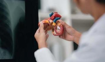 Bilim insanları kalbi güçlü tutan gizli bağlantıyı keşfetti