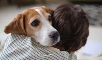 Köpeğiniz omzunuza başını koyarsa dikkat edin!