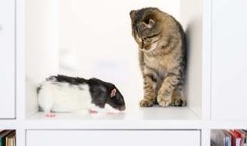 Kedi sahibi olanlar dikkat! Evde tutulması tehlikeli yedi hayvan