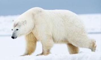Kutup ayısının derisi neden donmuyor?