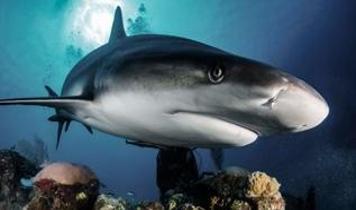 Köpekbalıkları yüzyıllar boyunca görüşünü nasıl koruyor! İnsan göz sağlığı için yeni umut