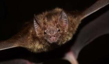 Bilim insanları yeni salgın riskinin hangi yarasalardan geldiğini buldu