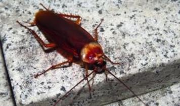 Hamamböcekleri insan dokunuşuna nasıl tepki veriyor?