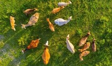 Dünyanın büyük bölümünde hayvan sayıları azalıyor, ancak çözüm basit değil