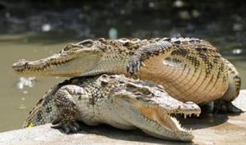 Sel sonrası timsah dehşeti: Ölü ve yaralılar var