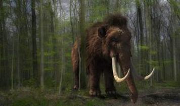 Alaska müzesinde 70 yıl saklanan mamut kemikleri aslında balina çıktı