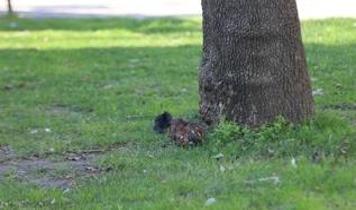 Çocuk parkında patlamamış mühimmat bulundu