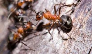 Avrupa'da süperkoloni karıncaları! Bilim insanları uyarıyor