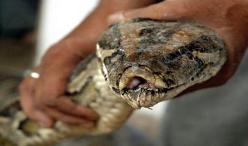 2.5 metrelik piton dehşeti: Gece uyanınca kabusu yaşadı