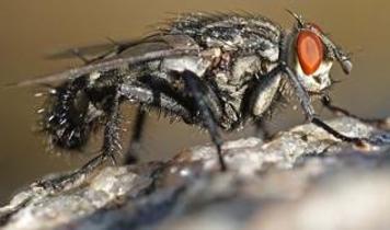 Et sineği larvaları termitleri başarıyla taklit ederek kolonilerinde yaşıyor