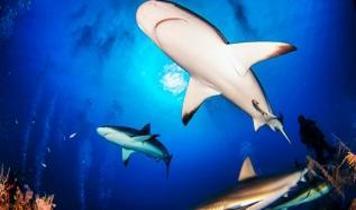 Fotoğraf çekmek isteyen turist kadın köpekbalığı saldırısında kollarını kaybetti