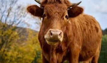 Alet kullanan inek keşfi hayvan zekası tartışmasını yeniden açtı