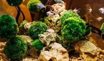 Marimo topları yok olma tehlikesinde mi? Bilim insanları uyardı