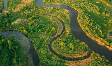 Sarı humma Amazon'un kapısında! Kentleşme eski hastalığı geri mi getiriyor?