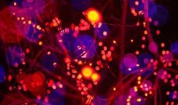 Bilim insanları bağışıklık sistemi yenilemede çığır açtı