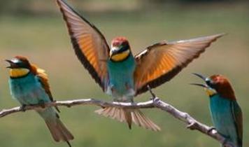 Yams bitkisinin gizemli taktiği! Kuşlar nasıl kandırılıyor?