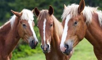 Atlar insan korkusunu koklayarak algılayabiliyor