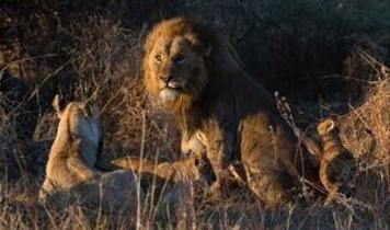 Dünyanın en ölümcül hayvanları listesi: Hangi canlılar insan yaşamını tehdit ediyor?