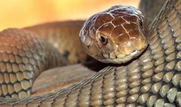 Endonezya'da dünyanın en uzun yılanı keşfedildi