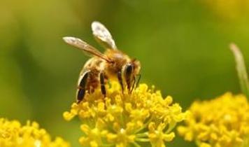 Bal arılarının gizemli dansı! Sonuçlar beklentileri aştı
