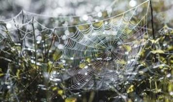 Dünyanın en dayanıklı ipliğini bir örümcek yapıyor