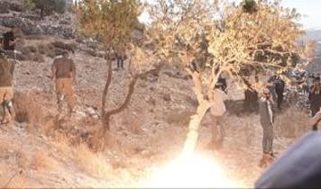 Siyonizm zulmü bitmiyor! Bir haftada yüzlerce hayvanı çalıp ağaçları talan ettiler