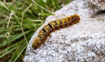 Tırtıllar kulaksız nasıl duyuyor? Bilim insanları açıkladı