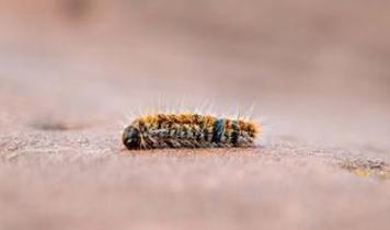 Tırtılların işitme yeteneği! Tıraş edilen tırtıllar nasıl tepki verdi?