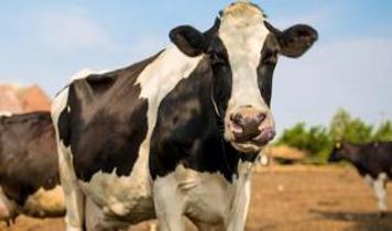 Çiftçiler neden ineklerin midesine mıknatıs yerleştiriyor?