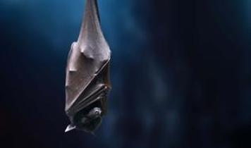 Dev etçil yarasanın sosyal yaşamı ilk kez kaydedildi