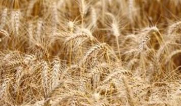 Fiyat istikrarı korunacak: Tonlarca buğday günlük satılacak