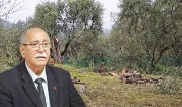 Zeytin ağacı krizi belediyeye sıçradı! Fatura damada kesildi