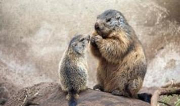 Hayvanlar insan dilini gerçekten anlayabiliyor mu?