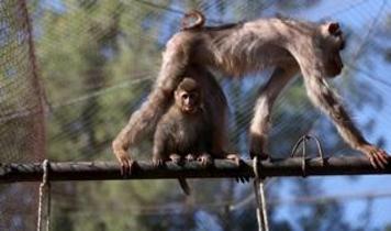 Antalya'da kurtarılan maymun yavrusu "Portakal" barınağa yerleştirildi