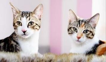 Evcil hayvan sahiplerine kritik uyarı! Mırıldama eksikliği hastalık habercisi olabilir