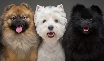 Evcil köpeklerde bu 6 belirtiye dikkat! Yalnızlık sinyali olabilir