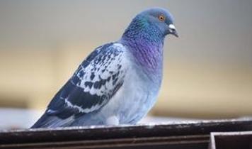 Rusya'da biyolojik dron dönemi! Güvercinler artık istihbarat aracı