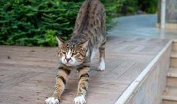 Uzmanlardan kedi sahiplerine uyarı! Esneme ihmal edilmemeli