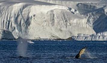 Antarktika'da doğal yaşam, plastik atıklar ve iklim baskısı altında