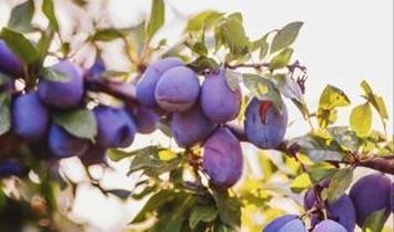 Bilim dünyası erik ile bağırsak sağlığına yeni bir kapı araladı