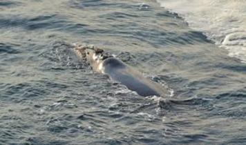 Bilim insanları 5 yıl sonra gizemli balinayı tespit etti