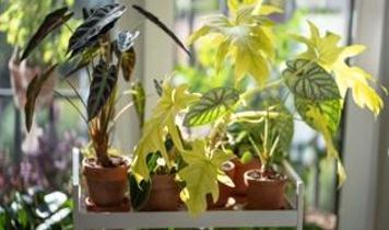 Evde bitki yetiştiricilerine uyarı! Saksının altına taş koymayın