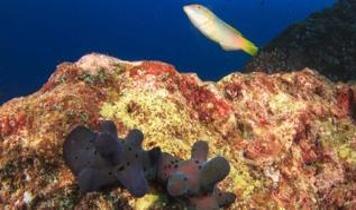 Balıklarda öz farkındalık sinyalleri bilim dünyasında heyecan yarattı