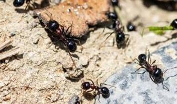 Ozon kirliliği karınca kolonilerinde saldırganlığı tetikledi