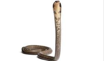 Yılanların dik durma sırrı mühendisliği değiştirecek! Robotik için dev adım