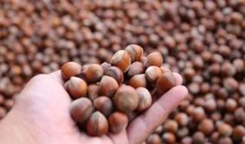 Fındık ihracatından 6 ayda 1 milyar 177 milyon doları aşkın gelir sağladı